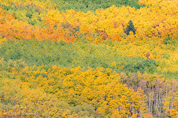 Hillside with Aspens in Autumn;; Santa Fe National Forest, NM