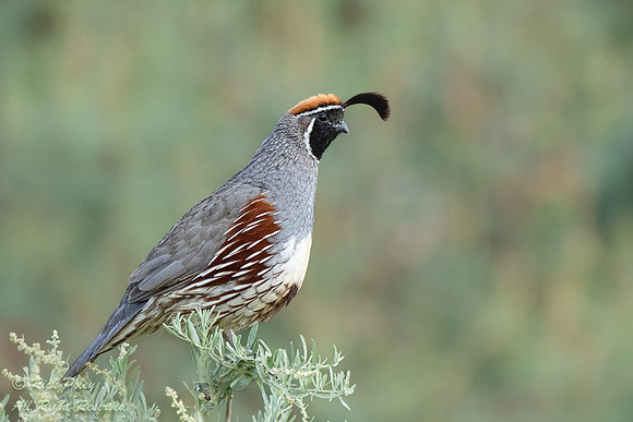Male Gambel's Quail (Callipepla gambelii), NM