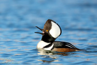 Posturing Drake Hooded Merganser (Lophodytes cucullatus), NM