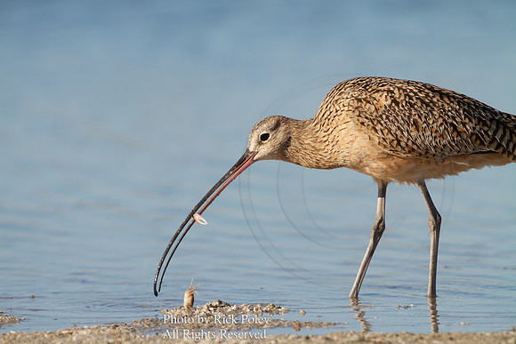 Long-billed Curlew (Numenius americanus)