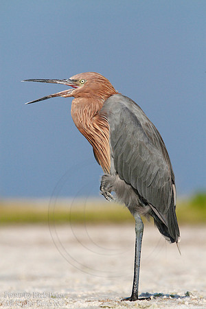 Reddish Egret (Egretta rufescens) Bill Open