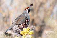 Male Gambel's Quail (Callipepla gambelii) on Cholla Cactus, NM