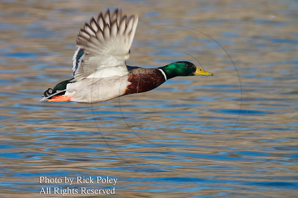 Drake Mallard Taking Off