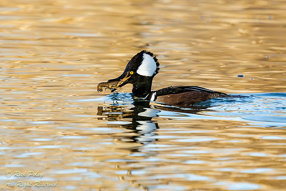 Male Hooded Merganser (Lophodytes cucullatus) Feeding on Crayfis