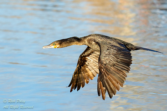 Neotropical Cormorant (Phalacrocorax brasilianus), in Flight oVe