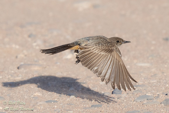 Say's Phoebe (Sayornis saya) in Flight, NM