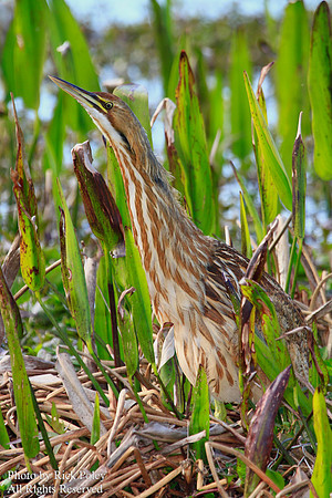 American Bittern (Botaurus lentiginosus)