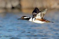 Flying Drake Hooded Merganser (Lophodytes cucullatus), NM