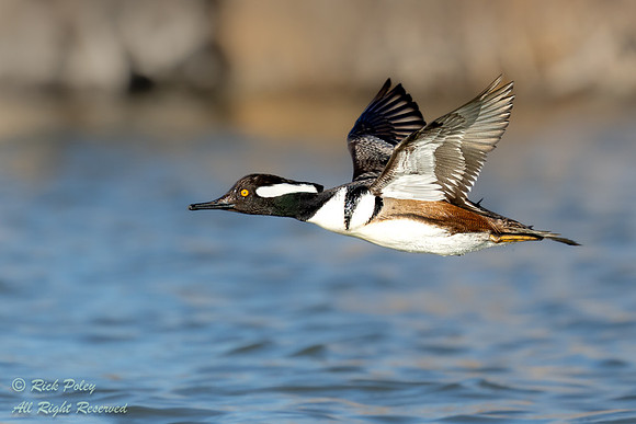 Flying Drake Hooded Merganser (Lophodytes cucullatus), NM