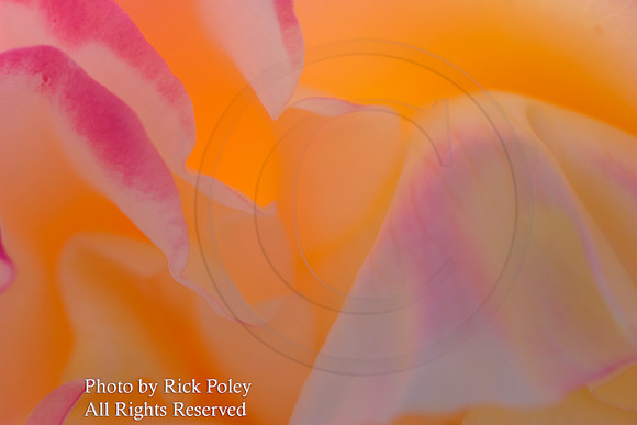 Rose Flower Abstract