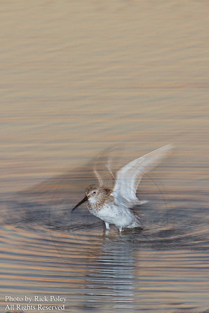 Sanderling (Calidris alba) Preening
