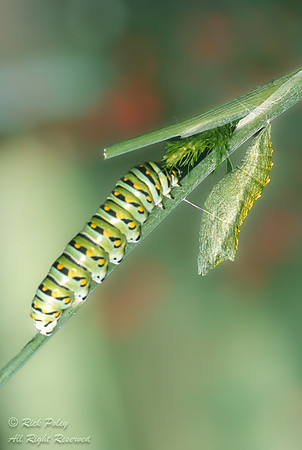 Black Swallowtail Butterfly (Papilio polyxenes) Pupa and Chrysal