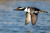 Flying Male Hooded Merganser (Lophodytes cucullatus), NM