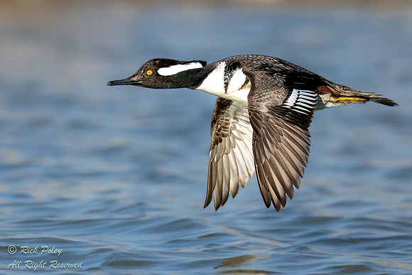 Flying Male Hooded Merganser (Lophodytes cucullatus), NM