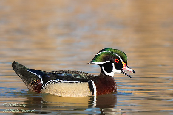 Drake Wood Duck (Aix sponsa) (Lophodytes cucullatus) Calling & D
