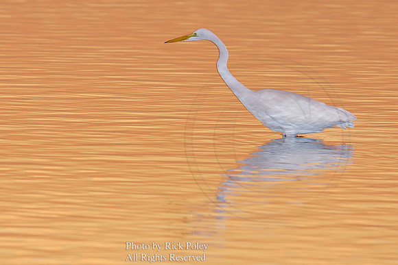 Great Egret (Ardea alba)