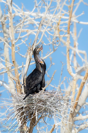 Nesting Pair of Neotropical Cormorant (Phalacrocorax brasilianus
