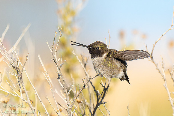Male Flying Black-chinned Hummingbird (Archilochus alexandri), N