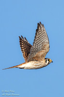 Flying American Kestrel (Falco sparverius), NM