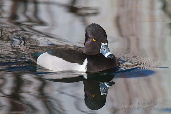 Ring-necked Duck (Aythya collaris)