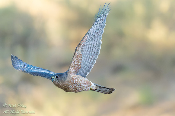 Cooper's Hawk (Accipiter cooperii) Flying,  NM