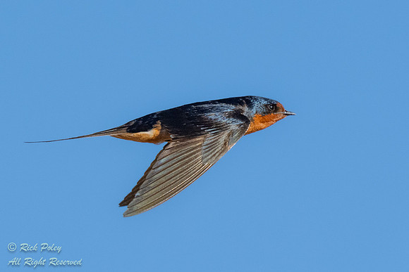 Barn Swallow (Hirundo rustica) in Flight, NM