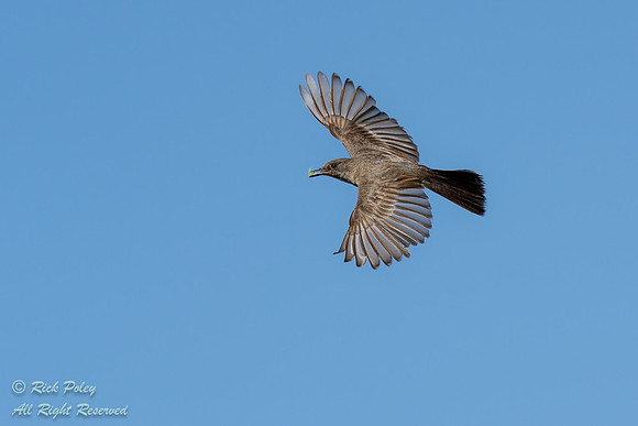 Say's Phoebe (Sayornis saya) in Flight Returning to Nest With In
