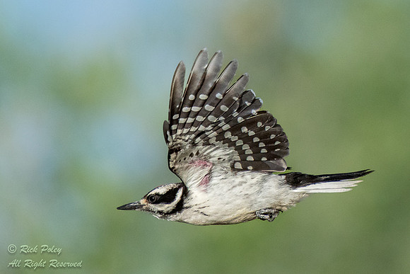 Juvenile Hairy Woodpecker (Picoides villosus) in Flight, NM
