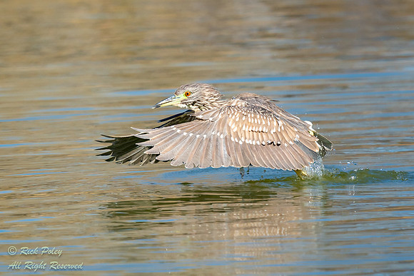 Immature Black-crowned Night Heron (Nycticorax nycticorax) in Fl