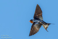 Barn Swallow (Hirundo rustica) in Flight, NM