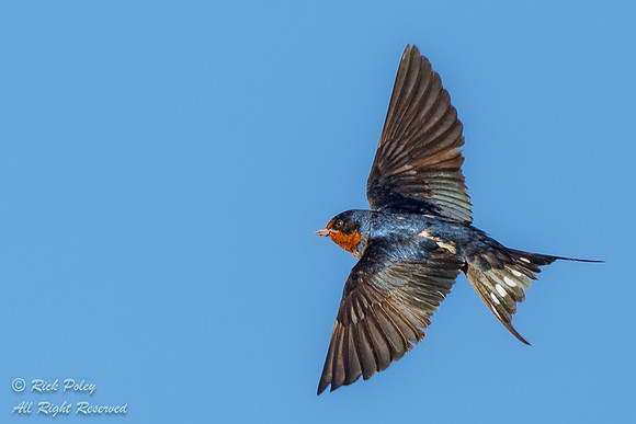 Barn Swallow (Hirundo rustica) in Flight, NM