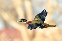 Wood Duck (Aix sponsa) Drake Flying to Nest, NM