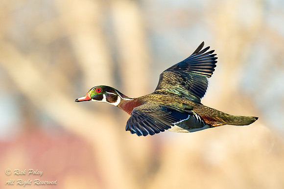 Wood Duck (Aix sponsa) Drake Flying to Nest, NM