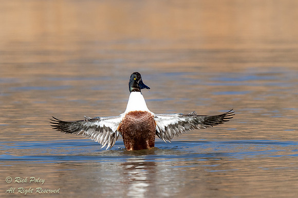 Drake Northern Shoveler (Anas clypeata) Drying Wings After Bathi