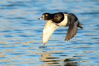 Drake Ring-necked Duck (Aythya collaris) in Flight Over Water,NM