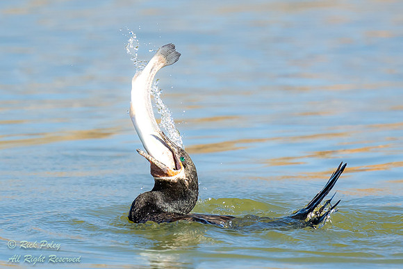 Neotropical Cormorant (Phalacrocorax brasilianus) Swallowing a L