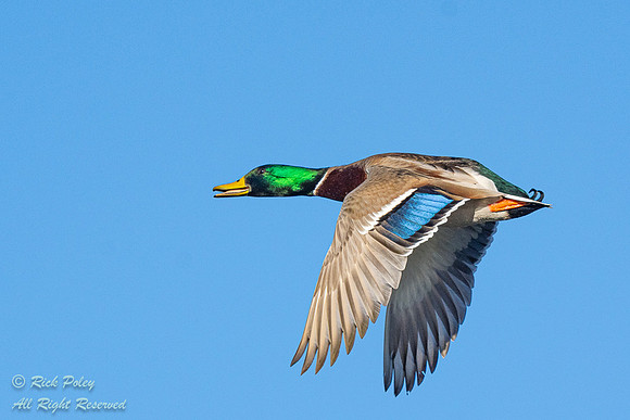 Drake Mallard (Anas platyrhynchos) in Flight, NM