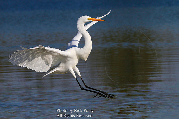 Great Egret (Ardea alba) Landing