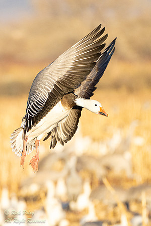 Dark Morph Snow Goose (Chen caerulescens) Cupping Wings to Land,