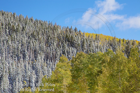 First Autumn Snowfall With Aspens, Spruce & Fir Trees