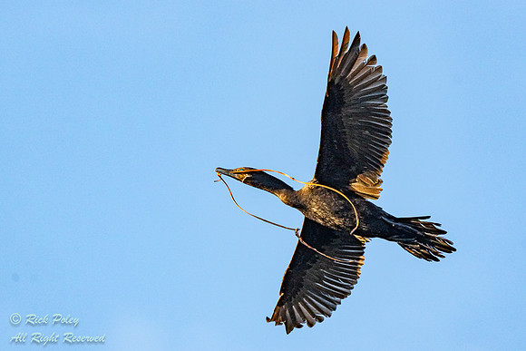 Neotropical Cormorant (Phalacrocorax brasilianus) Flying to Nest