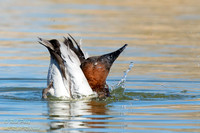 Bathing Drake Canvasback (Aythya valisineria), NM