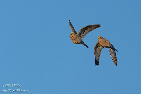 Adult Mourning Doves (Zenaida macroura) in Flight, NM