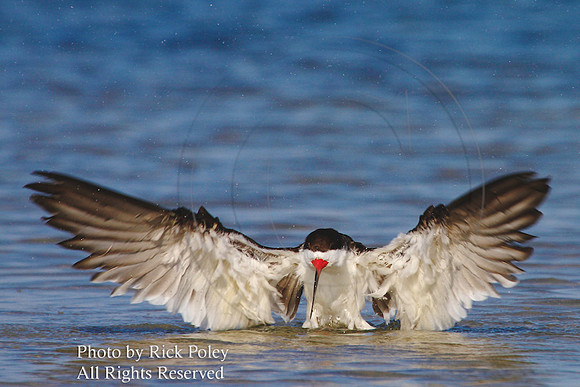 Black Skimmer Bathing & Preening