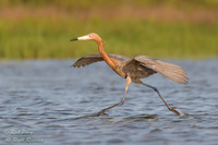 Reddish Egret (Egretta rufescens) Foraging in Shallow Lagoon, FL