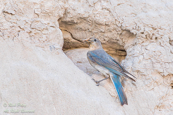 Female Mountain Bluebird (Sialia currucoides)  Returning to Nest