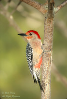 Male Red-Bellied Woodpecker (Melanerpes carolinus), FL