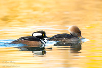 Pair of Hooded Mergansers (Lophodytes cucullatus), NM