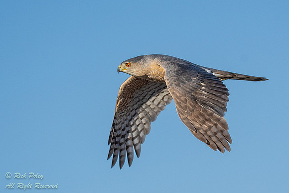 Cooper's Hawk (Accipiter cooperii) Flying,  NM