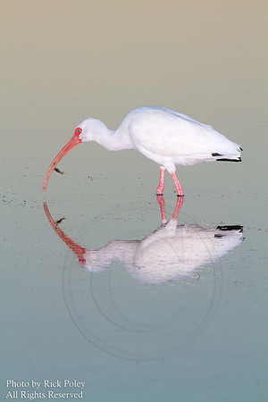 White Ibis (Eudocimus albus) With Fiddler Crab & Reflection